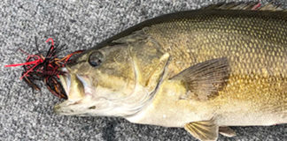 瀬田川ジグ釣果海外2019年写真