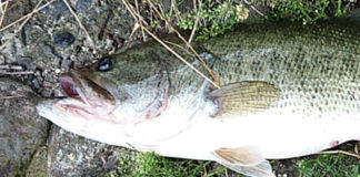 瀬田川釣果 六文銭日記 写真 2019 7月