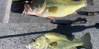 アメリカウィルソンレイク 釣果写真