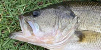 瀬田川釣果 まどやん様 釣果写真