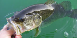 春の琵琶湖釣果調査2020年