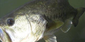 琵琶湖湖上調査 2020年 釣果写真