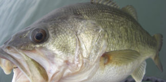 琵琶湖湖上調査2020年５月 写真