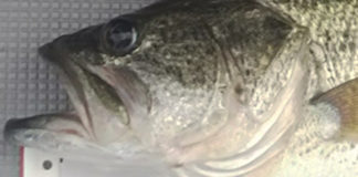 お客様から釣果写真