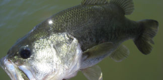 琵琶湖湖上調査 2020年 6月 写真