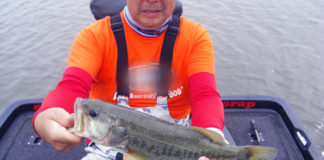 琵琶湖ガイド日記 6月2020年 写真