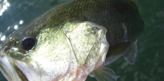 琵琶湖カバースキャット釣果写真