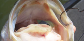 琵琶湖 人工島沖 釣果写真