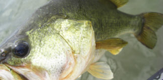 琵琶湖マイキー釣果写真 2020年 6月