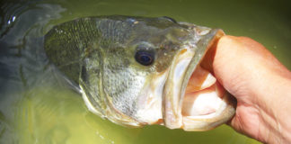 琵琶湖湖上写真 釣果2020 6月